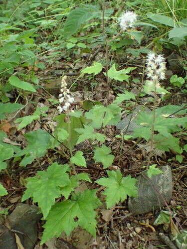 Tiarella austrina, photograph 2