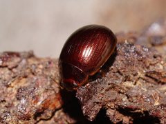 Paropsisterna rufipes