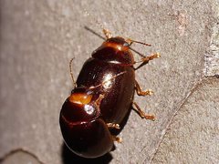 Paropsisterna rufipes