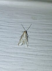 Hypenodes fractilinea