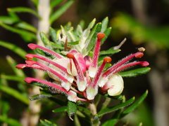 Grevillea lanigera