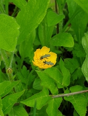 Oedemera nobilis