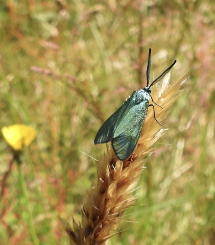 Green Forester Moth, Ottersum, Limburg, NL, photo 8 of 10