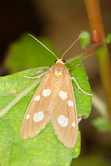 Dysauxes famula