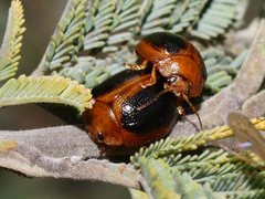 Dicranosterna immaculata