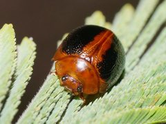 Dicranosterna immaculata