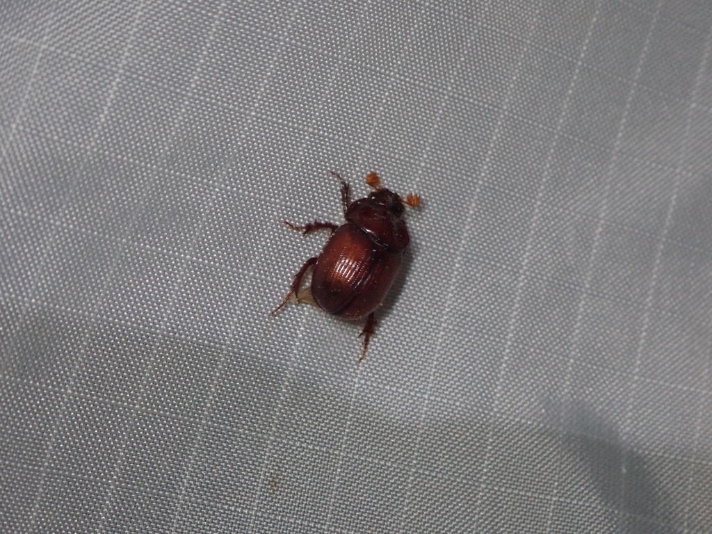 Odonteus liebecki