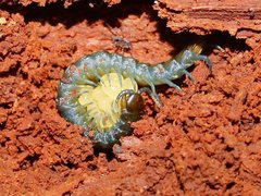 Cormocephalus esulcatus