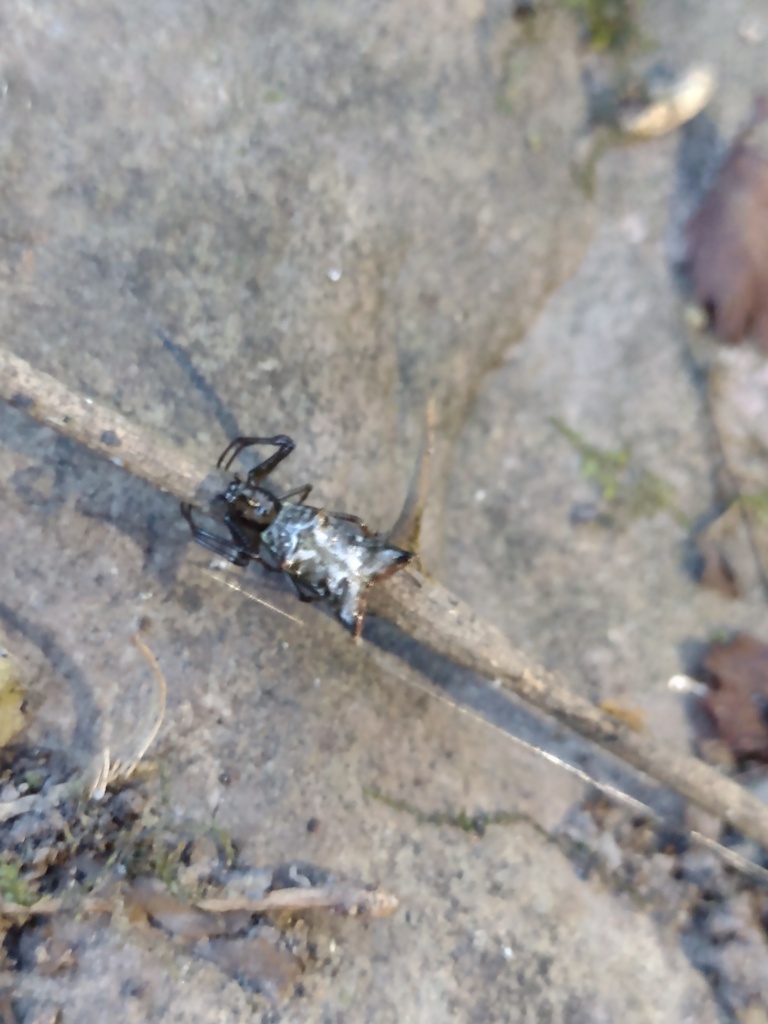 Micrathena shealsi