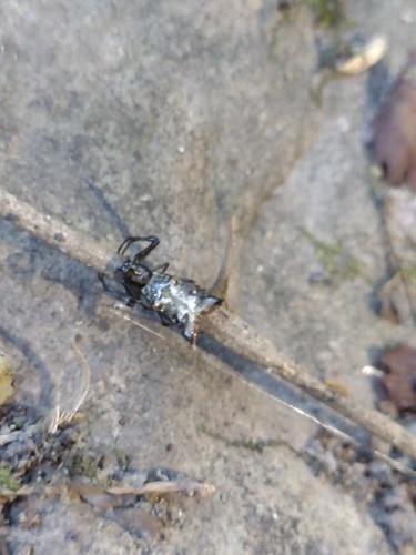 Micrathena shealsi