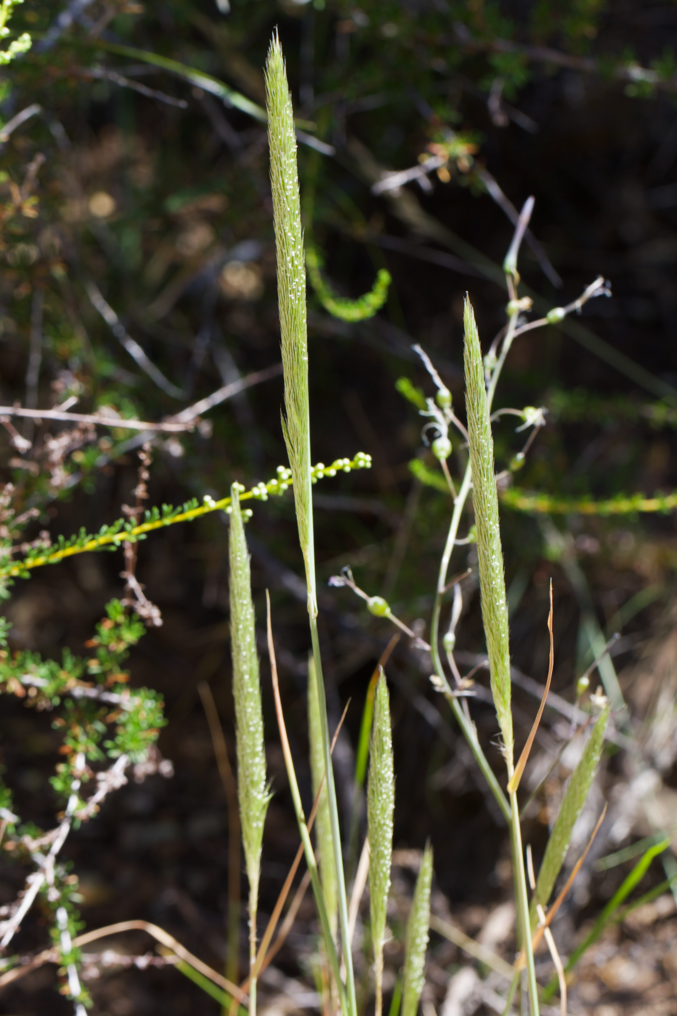 Image of Gastridium phleoides by (c) Arvel Hernandez, some rights reserved (CC BY)