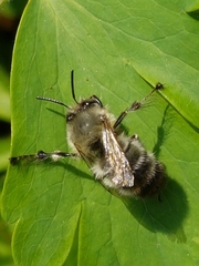 Anthophora plumipes