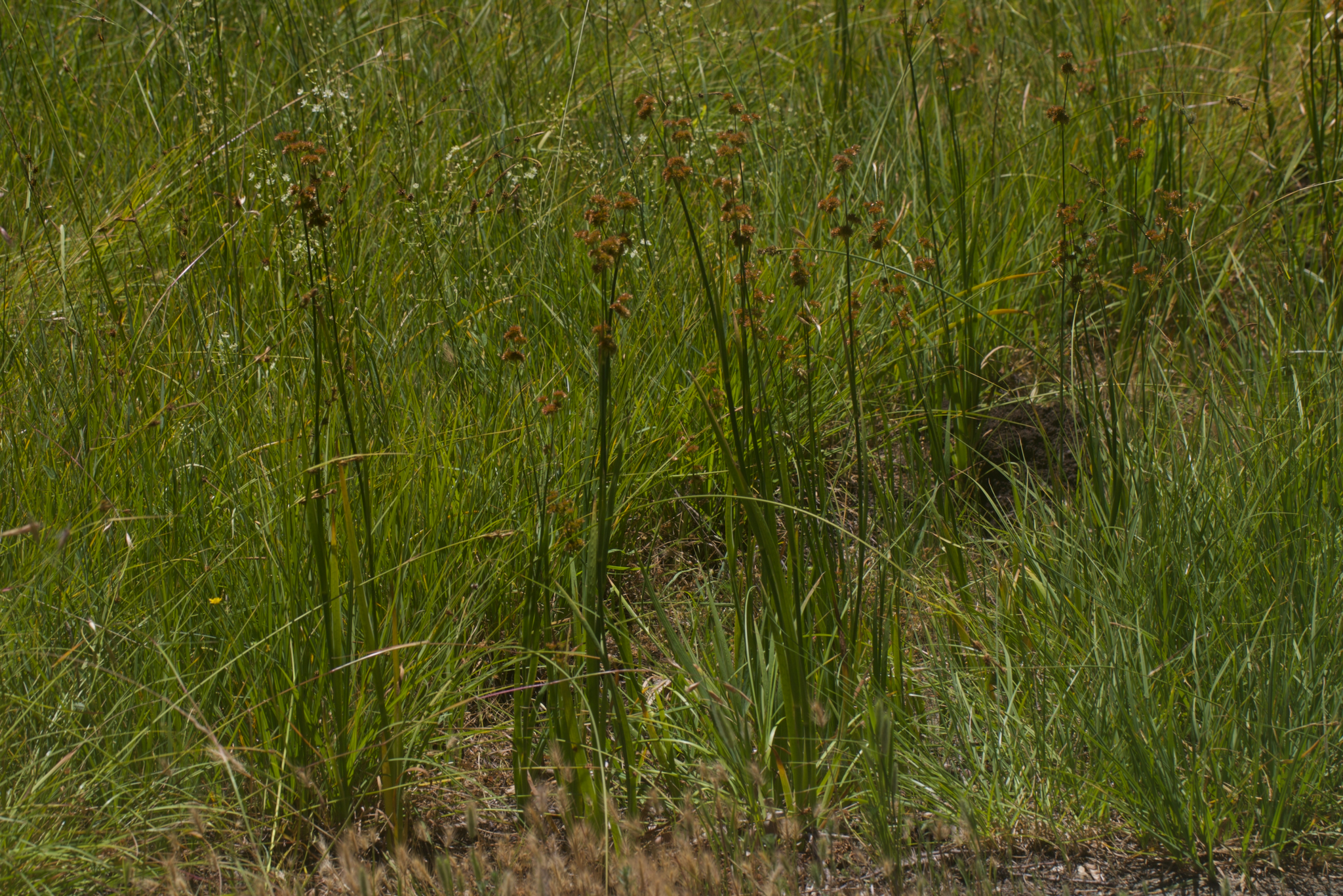 Image of Juncus xiphioides by (c) Arvel Hernandez, some rights reserved (CC BY)