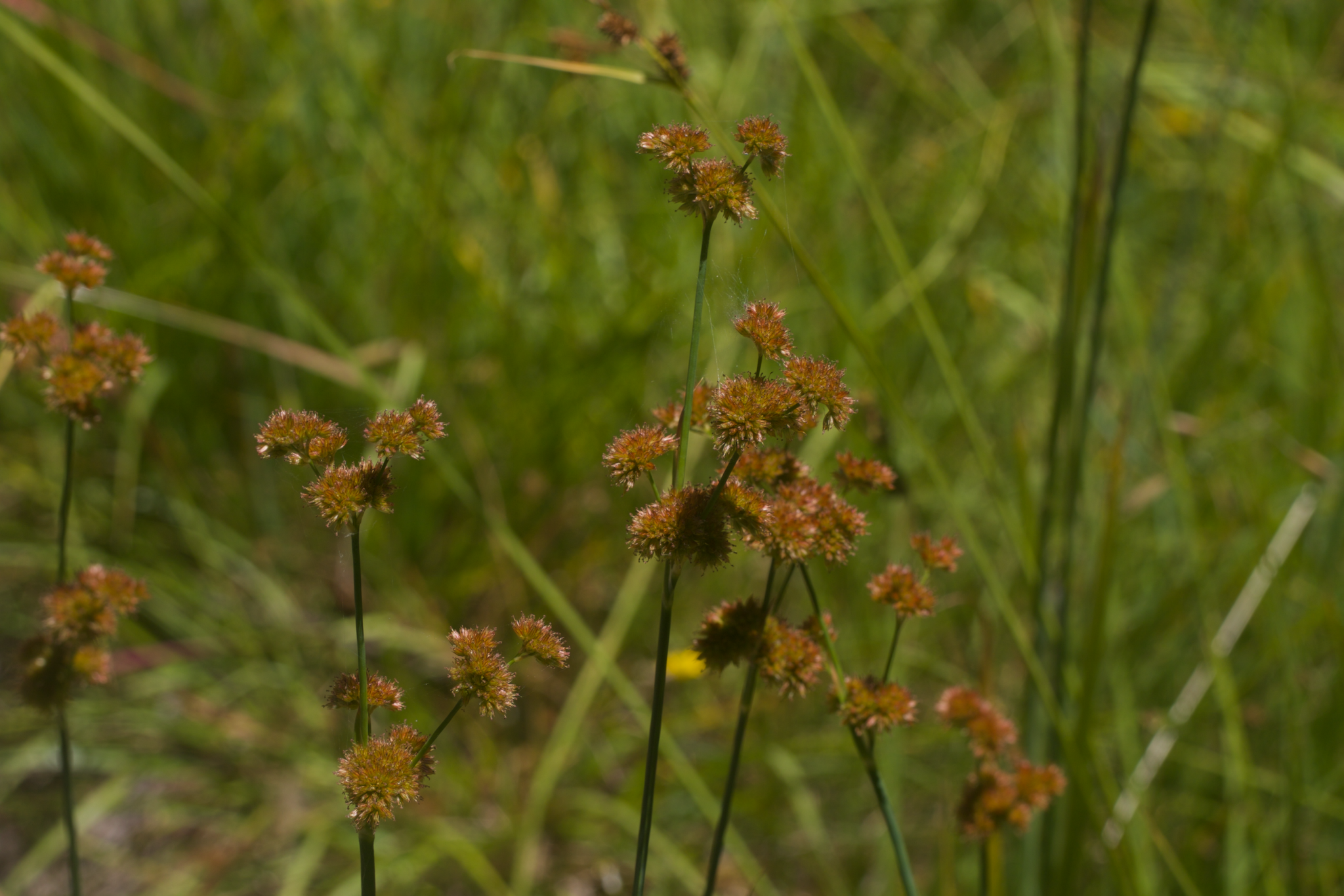 Image of Juncus xiphioides by (c) Arvel Hernandez, some rights reserved (CC BY)