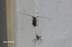 Monochamus guttulatus