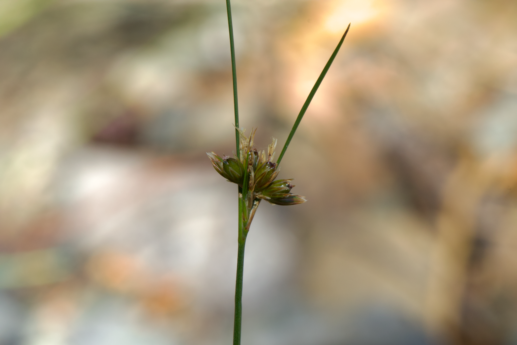Image of Juncus occidentalis by (c) Arvel Hernandez, some rights reserved (CC BY)