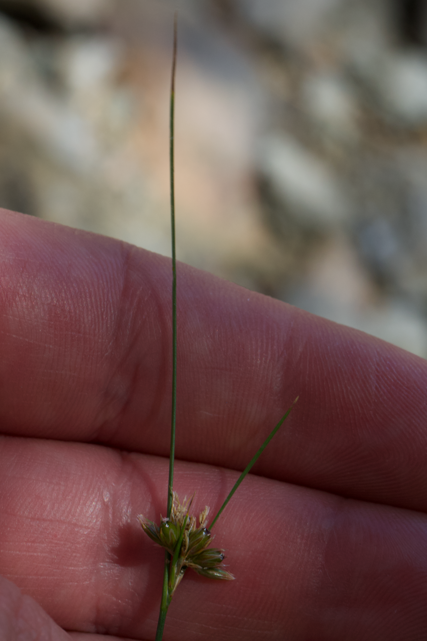 Image of Juncus occidentalis by (c) Arvel Hernandez, some rights reserved (CC BY)
