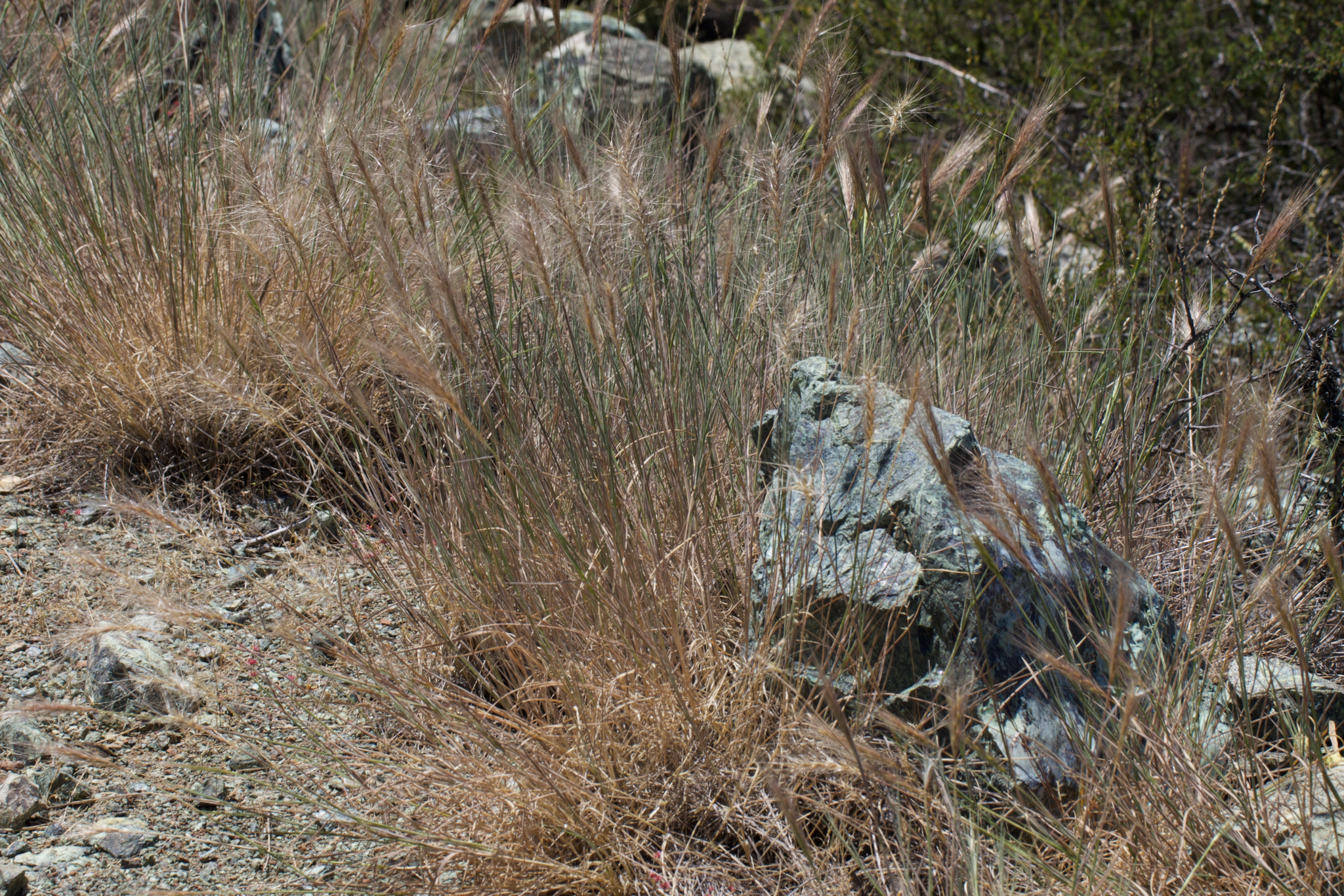 Image of Elymus multisetus by (c) Arvel Hernandez, some rights reserved (CC BY)