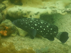 Epinephelus coeruleopunctatus