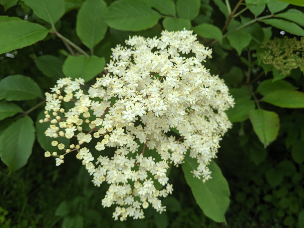 Sambucus nigra