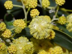 Acacia obliquinervia
