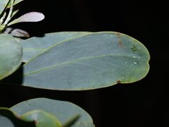 Acacia obliquinervia