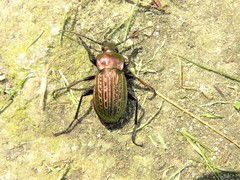 Carabus ulrichii