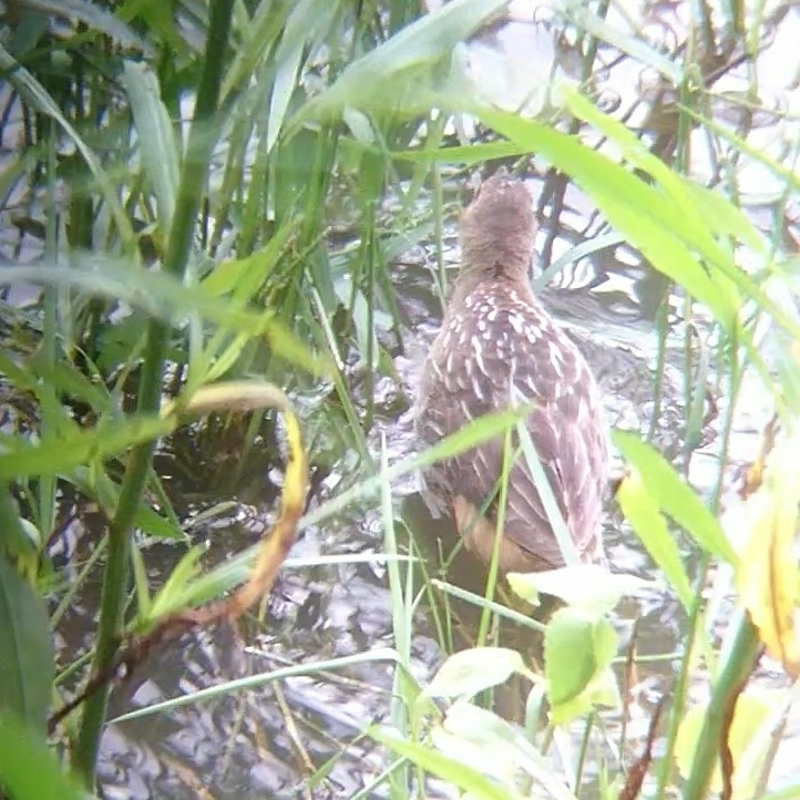 Striped Crake (Aenigmatolimnas marginalis), photo 3