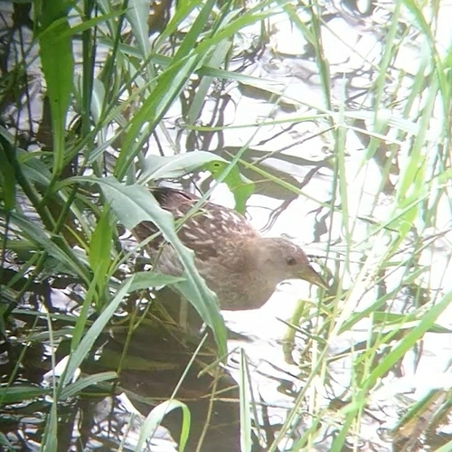Striped Crake (Aenigmatolimnas marginalis), photo 4
