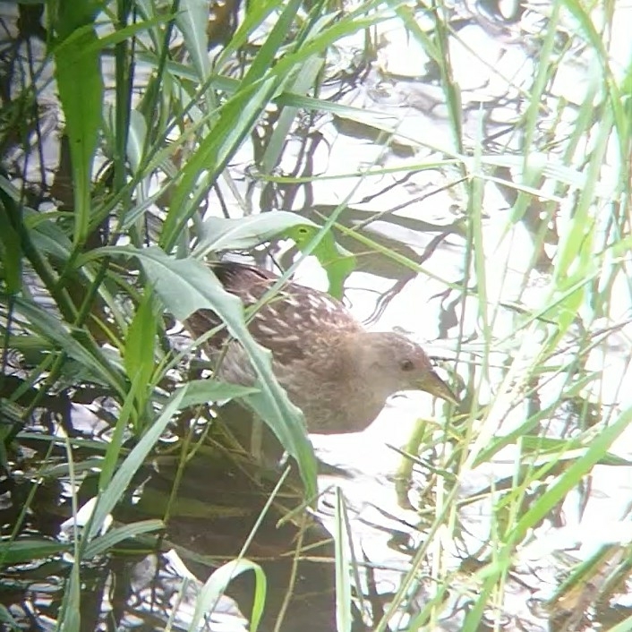 Striped Crake (Aenigmatolimnas marginalis), photo 4