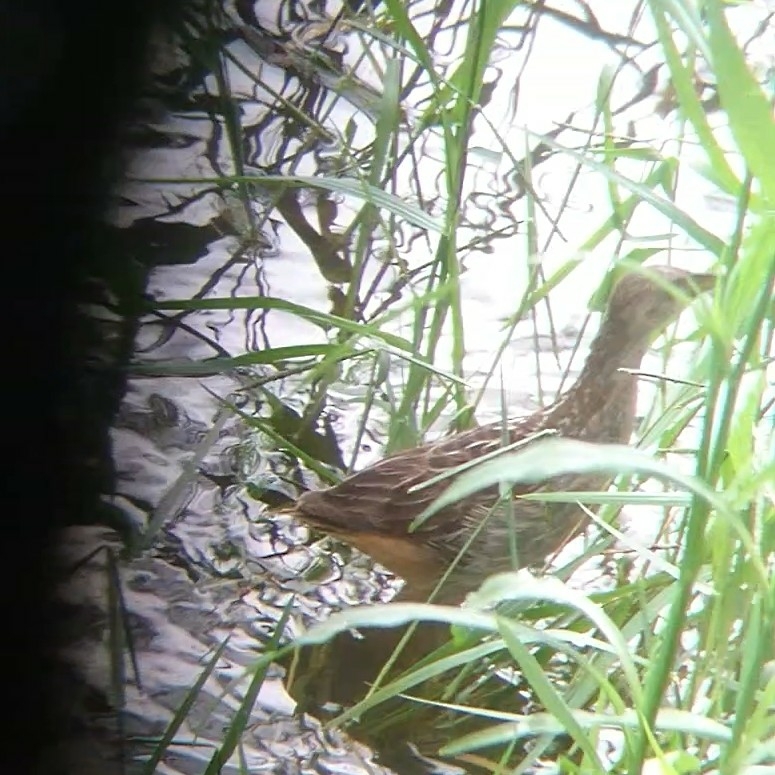 Striped Crake (Aenigmatolimnas marginalis), photo 5