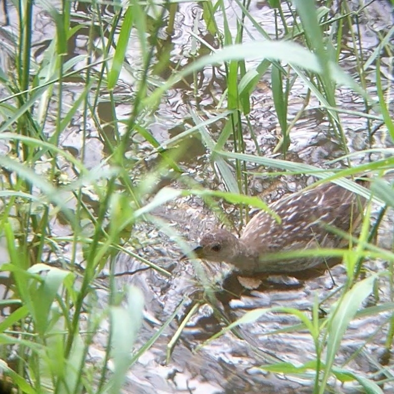 Striped Crake (Aenigmatolimnas marginalis), photo 6