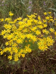 Jacobaea delphiniifolia