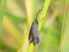 Pollanisus subdolosa