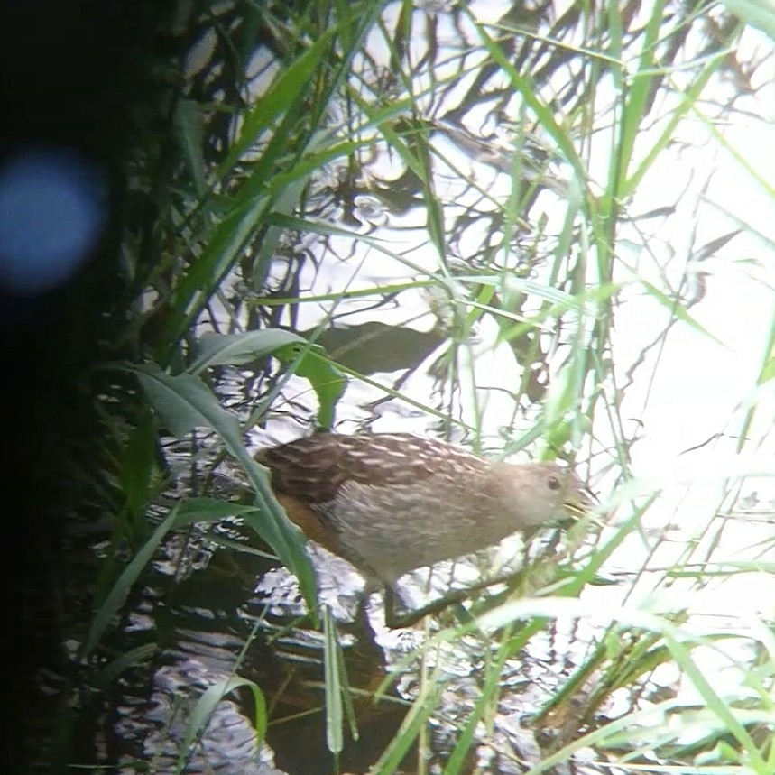 Striped Crake (Aenigmatolimnas marginalis), photo 7