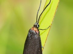 Pollanisus subdolosa