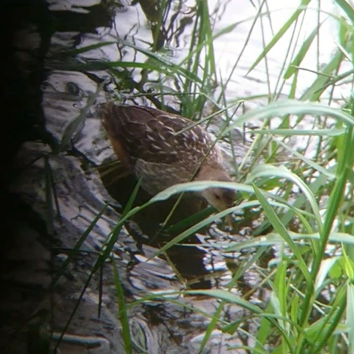Striped Crake (Aenigmatolimnas marginalis), photo 8