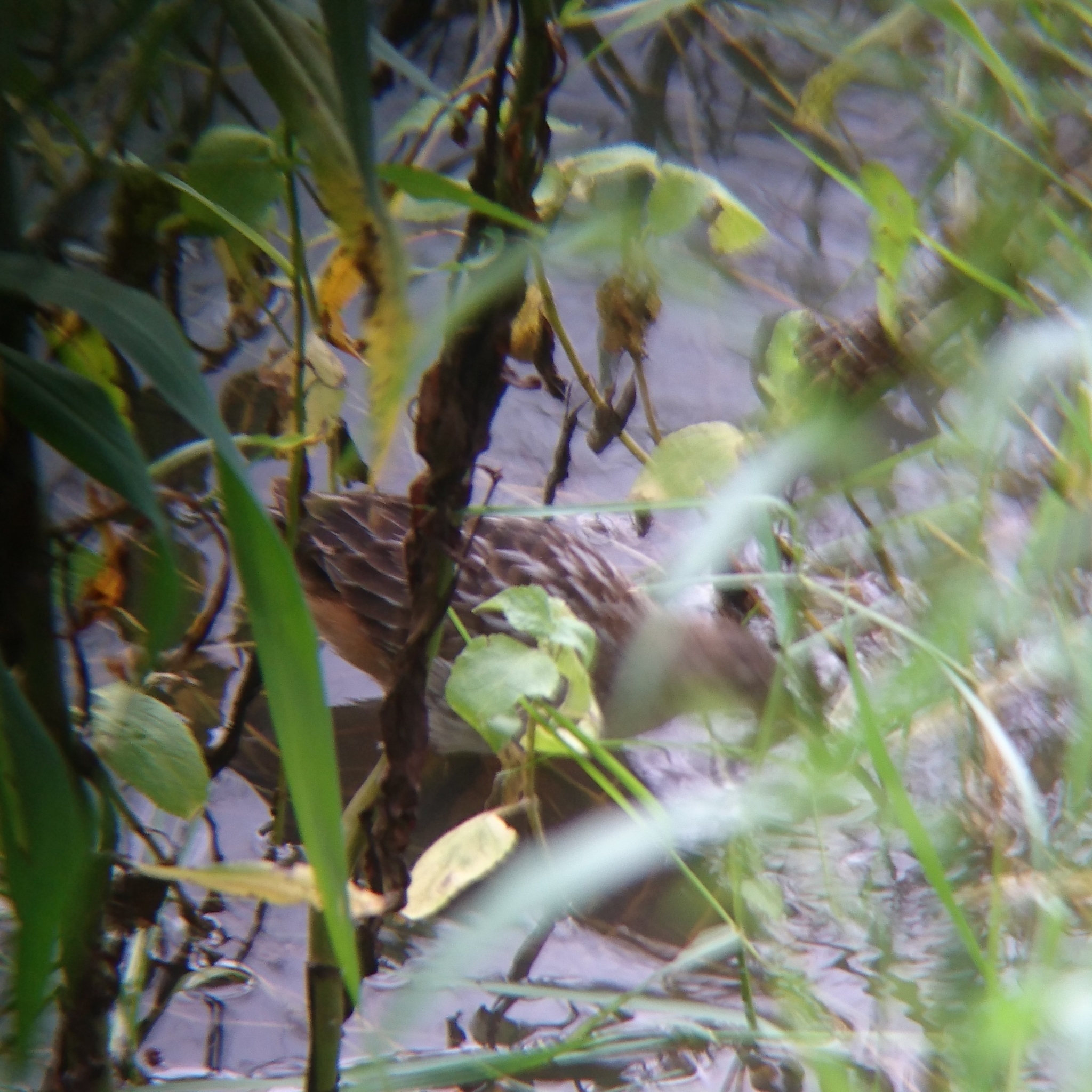 Striped Crake (Aenigmatolimnas marginalis), photo 9
