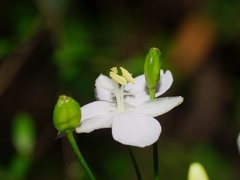 Libertia paniculata