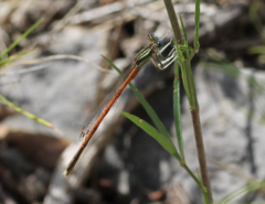 Platycnemis acutipennis