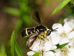 Leucopsina burnsi