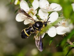 Leucopsina burnsi