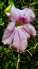 Bignonia corymbosa