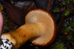 Aureonarius rubrodactylus