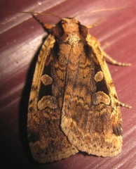 Eueretagrotis sigmoides