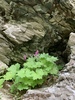 Primula matthioli sachalinensis - Photo (c) renat, some rights reserved (CC BY-NC)