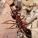 Inchman Ant - Photo (c) Reiner Richter, some rights reserved (CC BY-NC-SA)