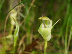 Pterostylis baptistii