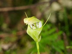 Pterostylis baptistii