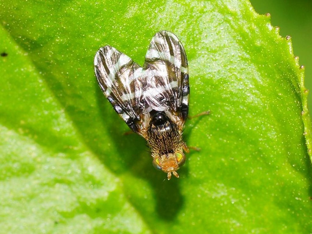 Platensinina